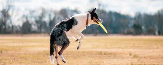dog protection tips