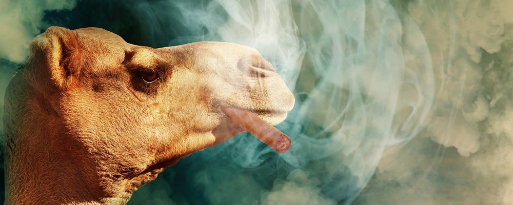 tips to smoke cigar healthily