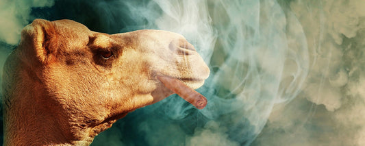 tips to smoke cigar healthily